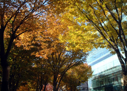 定禅寺通りの様子その2