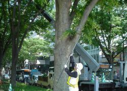 定禅寺通りの剪定作業
03/06/06