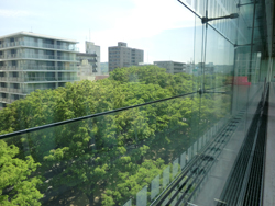 目前に迫るケヤキの木。6階から。