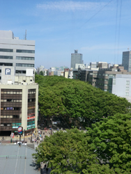 お祭り開催中の定禅寺通を覆いつくすケヤキ並木。7階から。