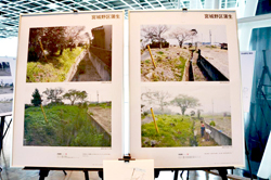 震災から3年目に再び開花した桜(右上の写真)、今年は子どもたちが遊んでいました(右下の写真)」